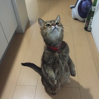 13年可愛がってきた子です