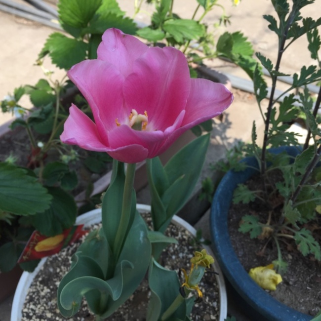 tubasa nakamaのカバー写真