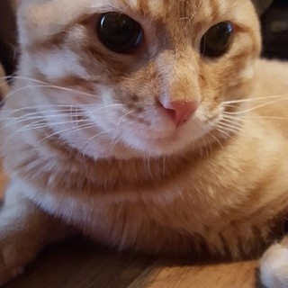 里親になってくれる方募集しています。