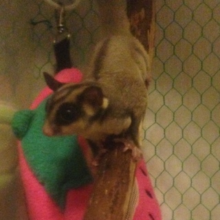 フクロモモンガの♂双子の兄弟　里親募集