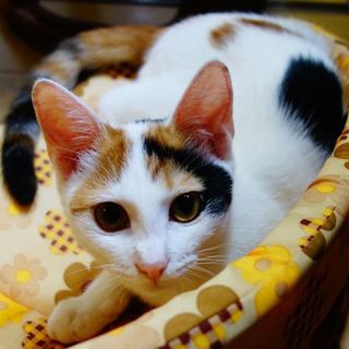 ★美少女三毛猫★