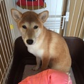 茶色の豆柴はなです。