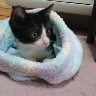 ハチワレの男の子（兄妹あり）