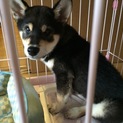 黒豆柴コタロー男の子です。