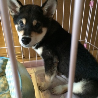 黒豆柴コタロー男の子です。