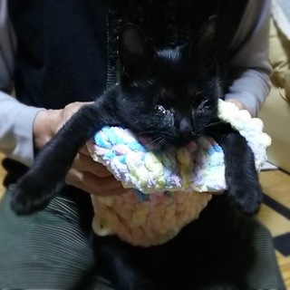 ☆盲目のチビクロちゃん☆