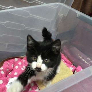 子猫の里親募集です！