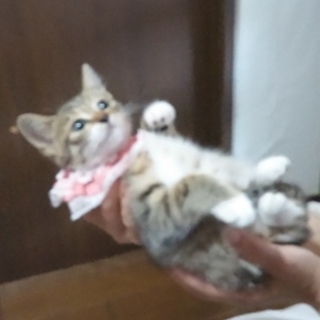 この子の家族になって下さい