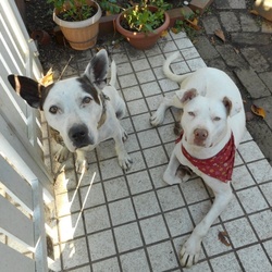 「犬の気持ちわかります?」サムネイル1