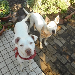 「犬の気持ちわかります?」サムネイル2