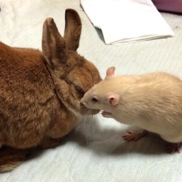 『こんにちは』 内緒話しを…コショコショコショ