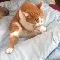 あん玉　あんこ