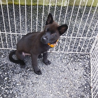 気の優しいウルフくん♪6ヶ月 去勢手術済みです