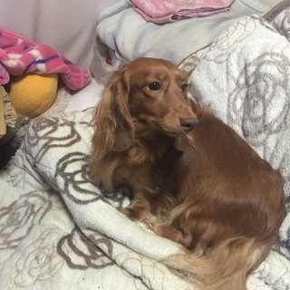 ミニチュアダックス里親    【4匹交渉中】