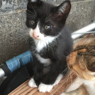 八割れの元気な男の子です！