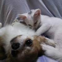 チップ