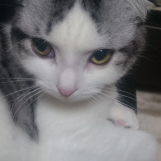 目も顔もまん丸のおとなしい女の子