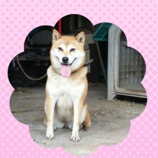 新しい家族決まりました！幸せに