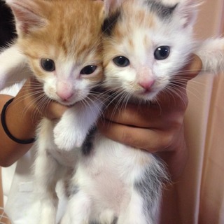 三毛猫と茶白の可愛い兄妹