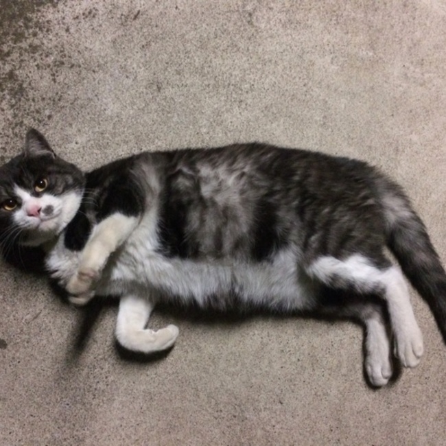 かずねこのカバー写真