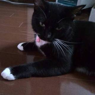 のあちゃん　成猫です　慣れてます