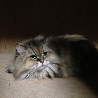 かなり人見知りですが・・・ゆっくり慣れて下さい。