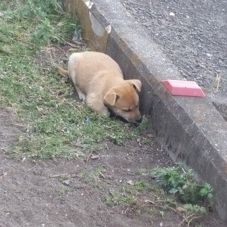 助けてください！