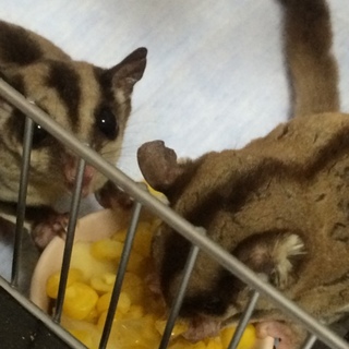 フクロモモンガのメス２匹の里親募集