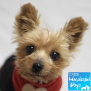 「みのり」推定6歳♀