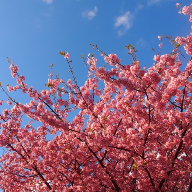 やす.のカバー写真