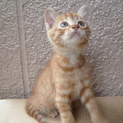 生後２か月のオスの子猫の里親さんになってください。