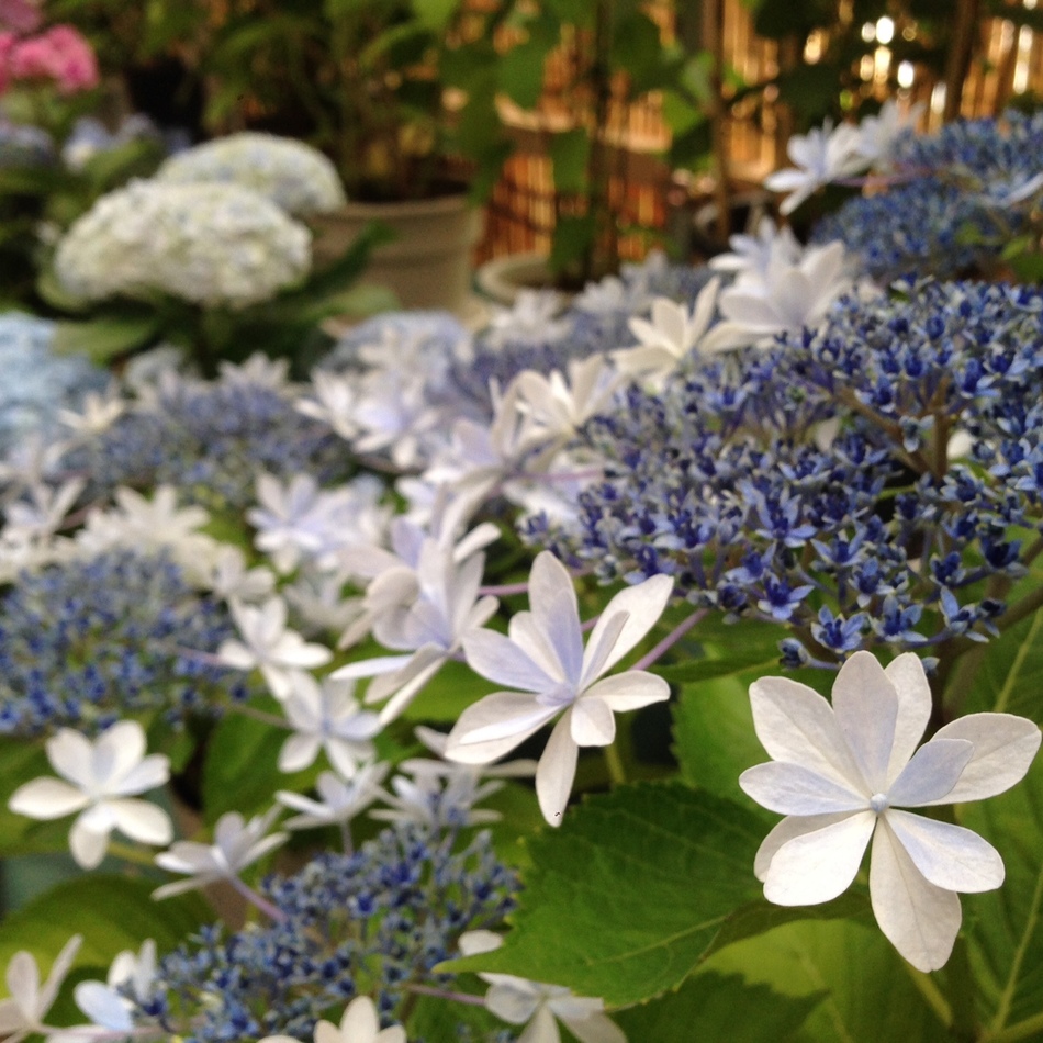 セブンのカバー写真