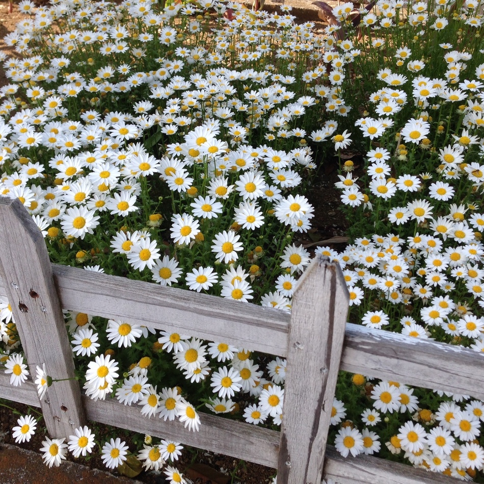 愛生(あき)のカバー写真