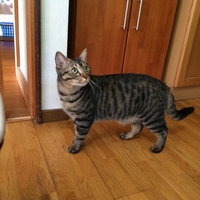 キキ