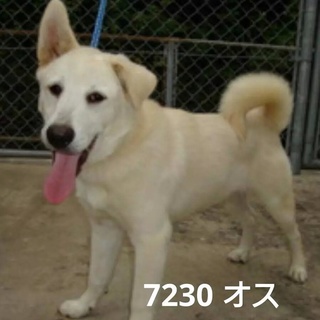 この子の里親になりませんか！