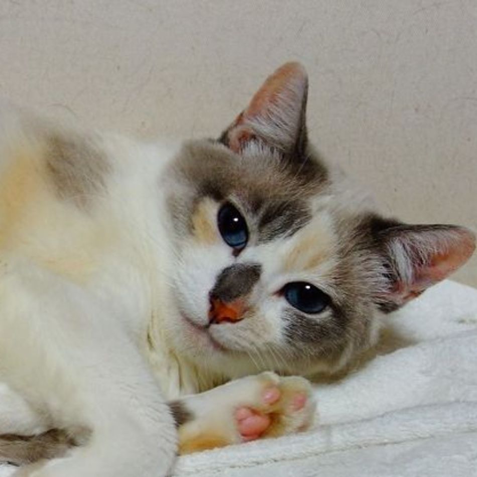 かめっこのカバー写真