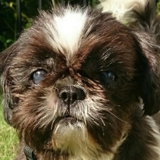 のんびりゆったり生活　幸せな余生を　ミルちゃん