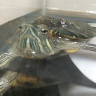 元気なミドリガメです