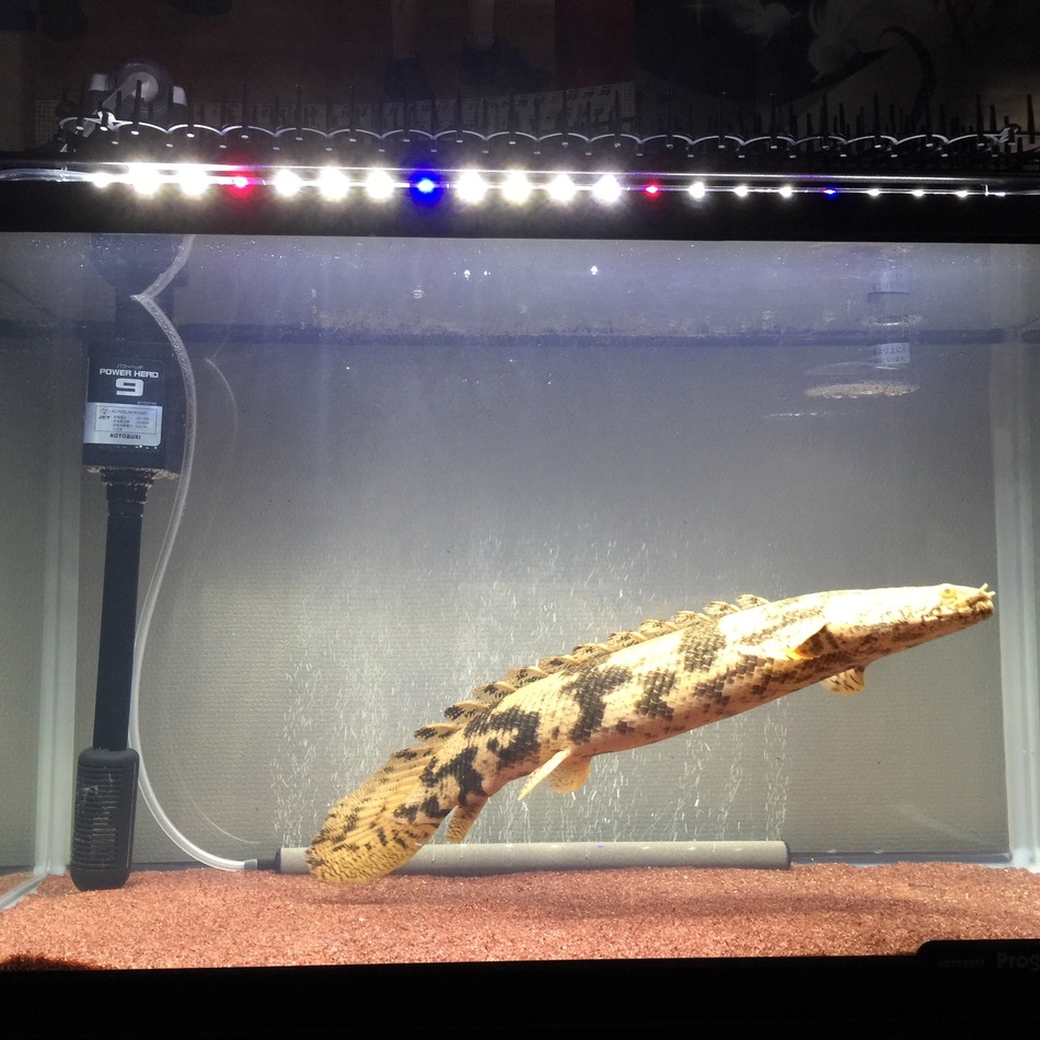 萠のカバー写真