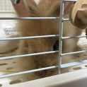 里親様決まりました！