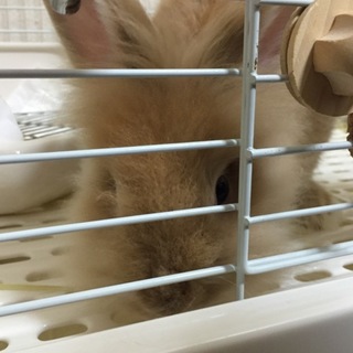 里親様決まりました！