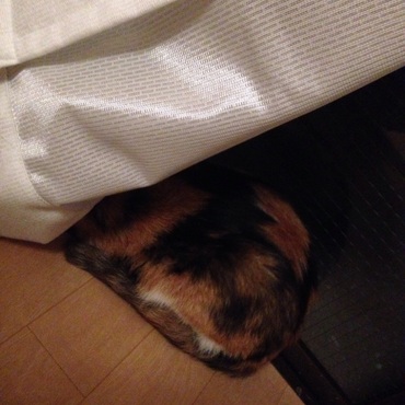 キャリーバッグから出てきたと思ったら、窓際にダッシュ！カーテンに隠れてるつもり。