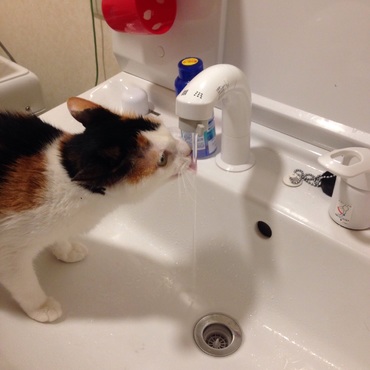 蛇口から直接水を飲むのが好きらしい。