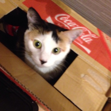 ピンボケしてるけど、やっぱり猫だね。箱が好き。