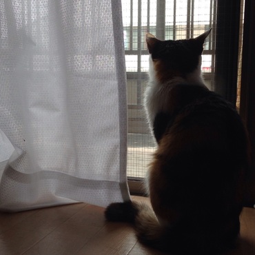 お外を眺めるのが日課です。
