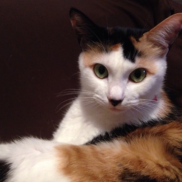 私が言うのもなんだけど…べっぴんやな。