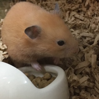 里親様決まりました！