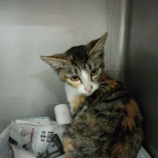 寂しそうに誰かが迎えに来てくれるのを待っています