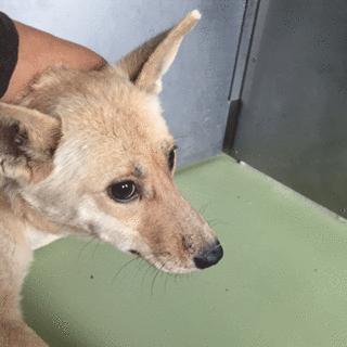 臆病な野犬、うす茶さん。