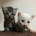 仔猫成長中！里親募集！